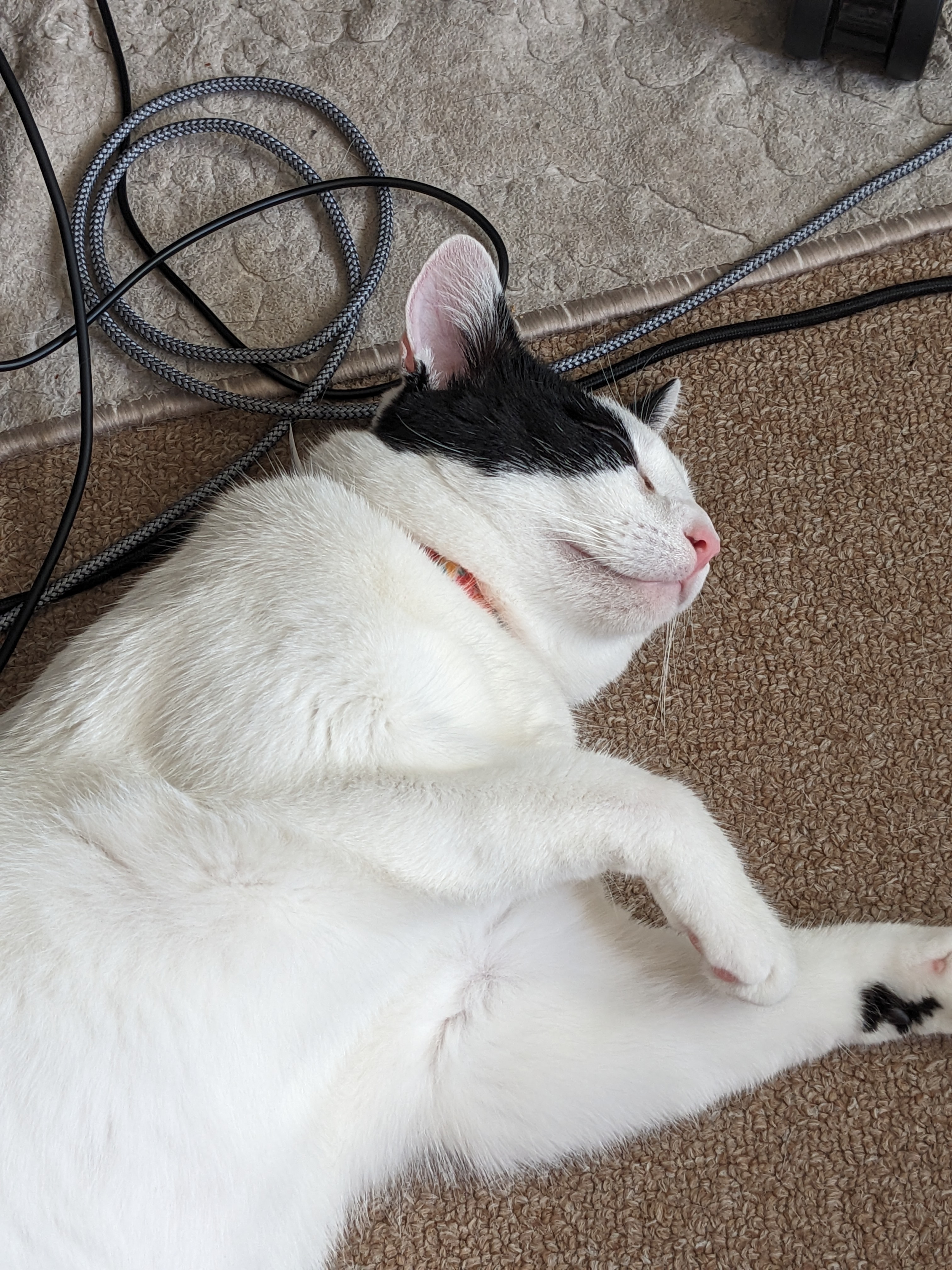 My cat takes you to my email